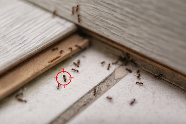 Best Insect Control  in Lowell, AR